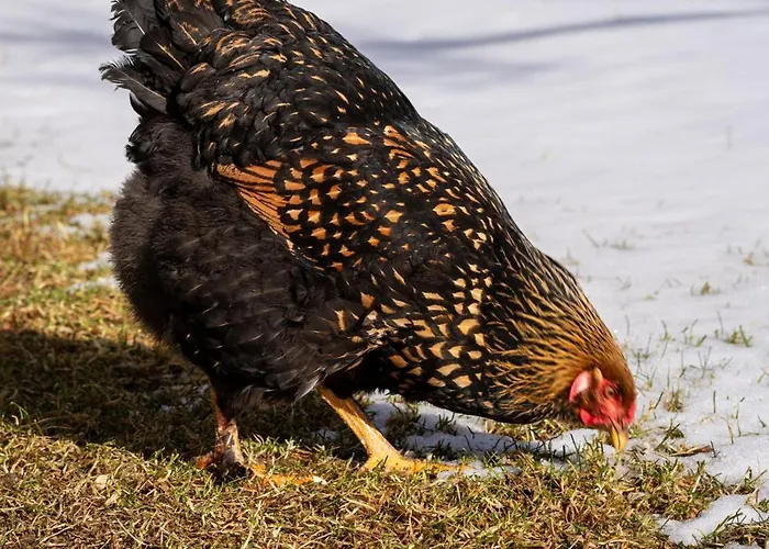 La Montagne Devant * Provence